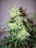 dirtmeds-albums-growop-09-picture61886-aurora-indica-cola-56-days.jpg