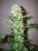 dirtmeds-albums-growop-09-picture61888-bubble-dust-cola-56-days.jpg