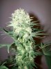 dirtmeds-albums-growop-09-picture61889-bubble-dust-cola-56-days.jpg