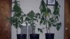 101 grow harvest 004.jpg