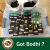 Bodhi Restock - Got Bodhi.jpg