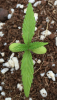 Formula 1 Auto (Dr Ray Seeds) - Day 25.PNG