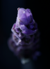 Lavender 07-31-20.png