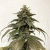 NS2 - Day 66F.jpg