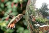 hummingbirdopenbeak_28383.jpg