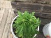 Cannabis Grow      Outdoor 2020        Top View Of Auto Kush.jpg