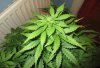 Strange pheno, cola from above - day 43 flower.jpg