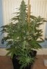 Pineapple C99 pheno - day 43 flower.jpg