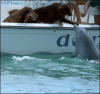 Dolphin-kisses-dog.gif