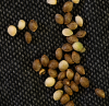 seeds_Shore2xAOb_08-10-20.png