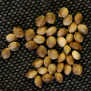 seeds_Shore4xAOb_08-10-20.png