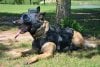 trident-k9-tactical-helmet-for-dog1.jpg