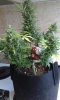 20200811_074259 lemon haze.jpg