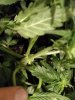 2764025_sweet-skunk-auto-blue-critical-auto-white-widow-xxl-auto-grow-journal-by-stonerlibrarian.jpg