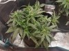 2764052_sweet-skunk-auto-blue-critical-auto-white-widow-xxl-auto-grow-journal-by-stonerlibrarian.jpg