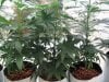 thc bomb, caramelicious and bagseed, flowering, start of week 1 049.JPG