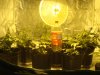 Grow tent setup 2.JPG