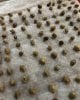 germinating-seeds-paper-towel.jpg