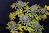 purple bubba 8 wks (8) - Copy.JPG