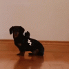 giphy (6).gif