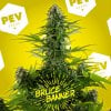 bruce-banner-pev-bank-seeds-1.jpg