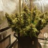 Day 65 of flower.Spiderfarmer4000led--B.jpg