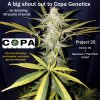 Copa Genetics - Project 25 Take 2.jpg