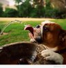 Funny-dog-is-Focused-on-the-water.jpg