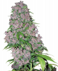 purple-bud-xl.png