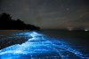 bioluminescent-waves-in-chennai-delight-the-internet.jpg