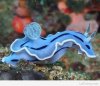 Blue-sea-slug.jpg