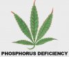 phosphorus deficiency.jpg