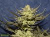 HERB_ULTIMATE CHEMDAWG 1991_3_DAY62.jpg