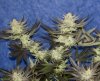 HERB_ULTIMATE CHEMDAWG 1991_8_DAY62.jpg