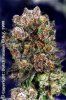 dutch-passion-blueberry-cannabis.jpg