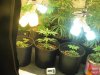 Grow09 066.jpg