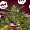 critical-plus-pev-bank-seeds.jpg