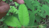 Awesome-Makahiya-Plant.gif