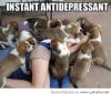 Best-antidepressant-ever.jpg