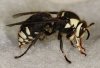 Bald Faced Hornet.jpg