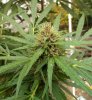 durban-bud-2.jpg