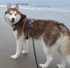 Alaskan Malamute on the beach Husky Red Alaskan Malamute.jpg