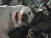 Alaskan Malamute Sleeping Malamute smiling Red Malamute.jpg