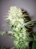 dirtmeds-albums-growop-09-picture62840-bubble-dust-cola-63-days.jpg