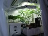 VegRoom-20090607.jpg