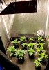 Multigrow pic1 -9-21-2020.jpg