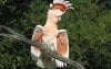 birds-major-mitchell-s-cockatoo-wallpaper-preview.jpg