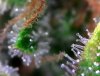 trichomes-closeup-side-profile-vs-top-down-example.jpg