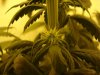 16 days flowering 017.jpg