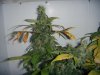 Day 98 - Day 56 of Flowering 1.jpg